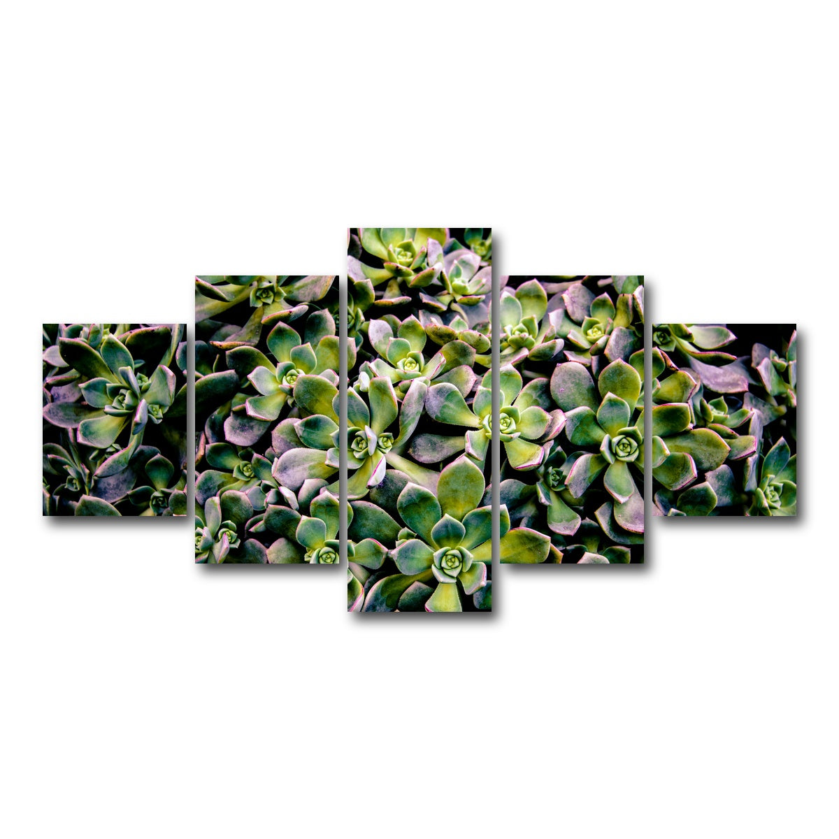 AUTO-MOCKUP WHITE | Succulents | 5 Piece | Gallery Wrap Canvas | group=5_short
