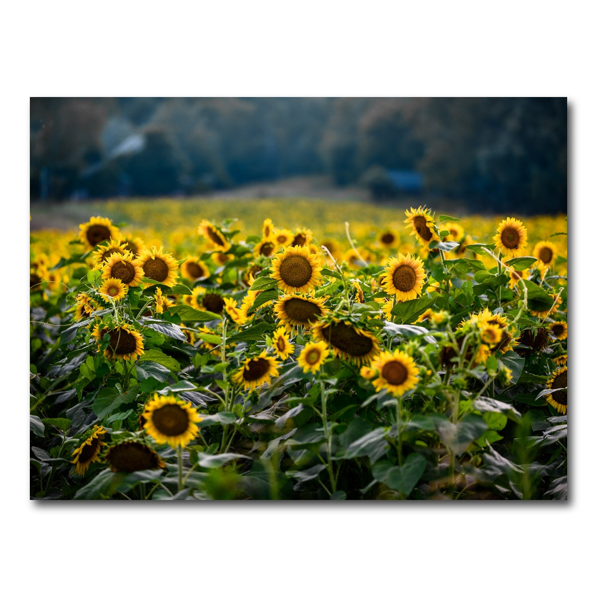 AUTO-MOCKUP WHITE | Sunflower Field | 1 Piece | Gallery Wrap Canvas | group=4x3