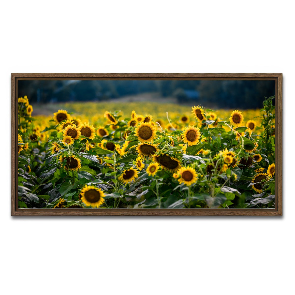 AUTO-MOCKUP WHITE | Sunflower Field | 1 Piece | Walnut Framed Canvas | group=2x1