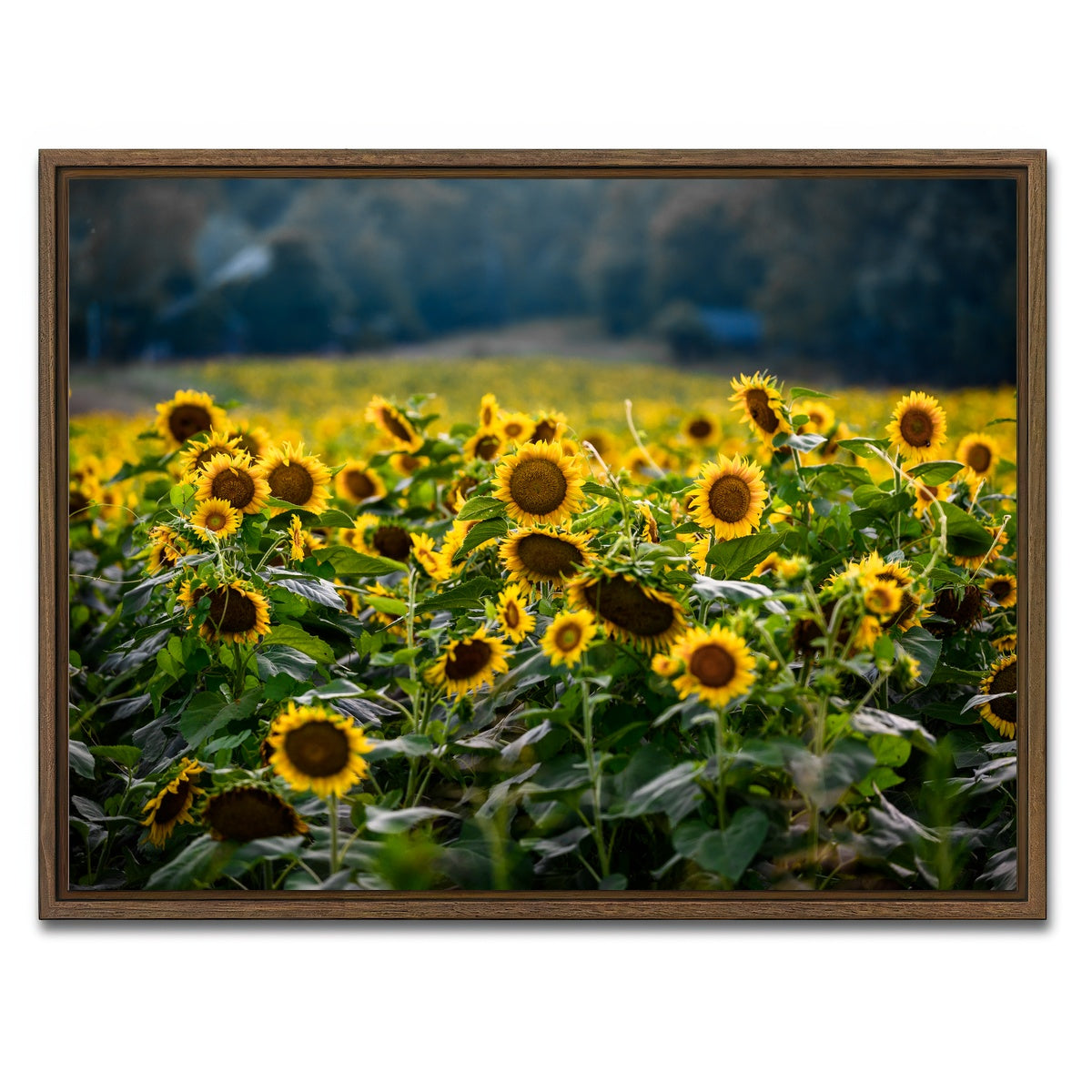 AUTO-MOCKUP WHITE | Sunflower Field | 1 Piece | Walnut Framed Canvas | group=4x3