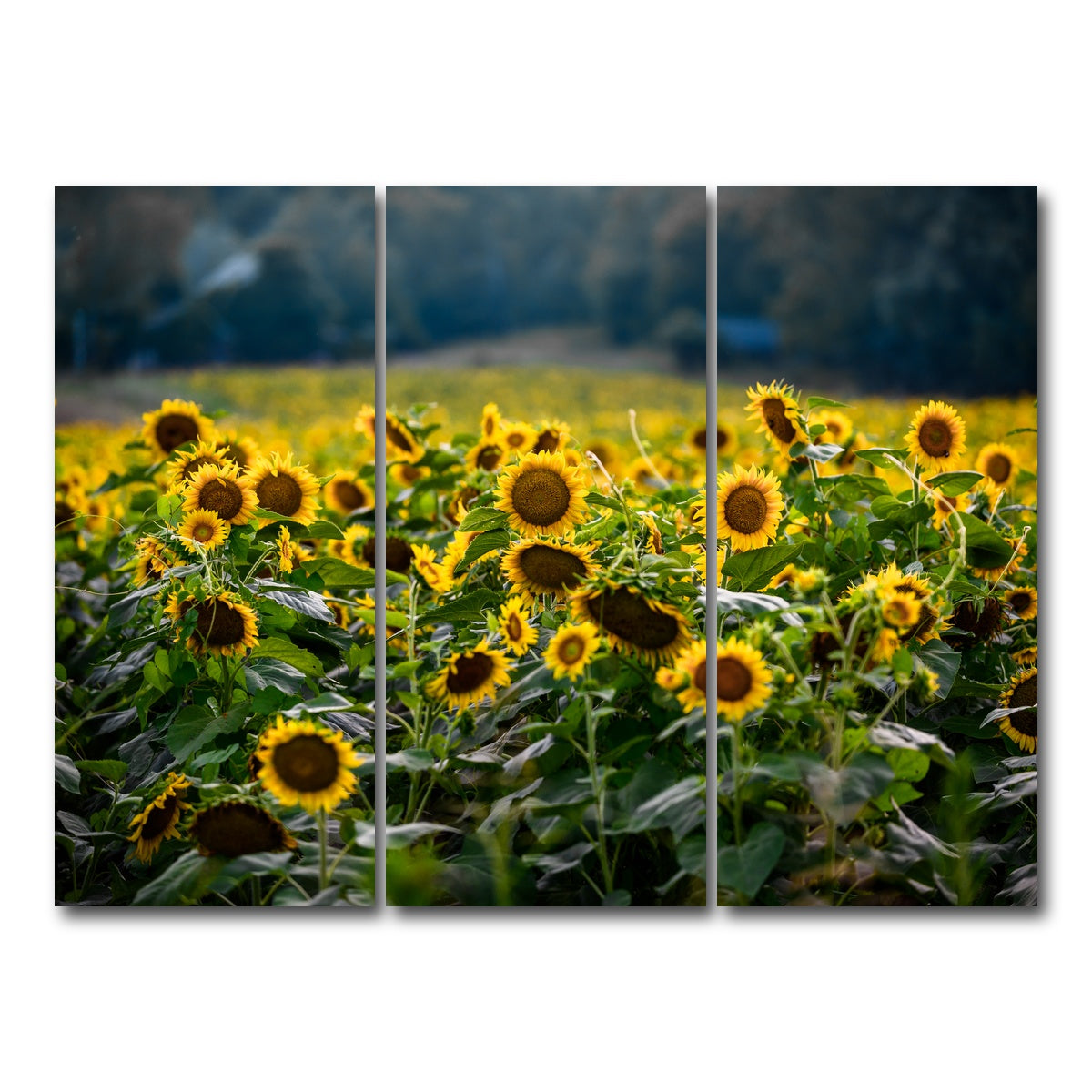 AUTO-MOCKUP WHITE | Sunflower Field | 3 Piece | Gallery Wrap Canvas | group=8x18