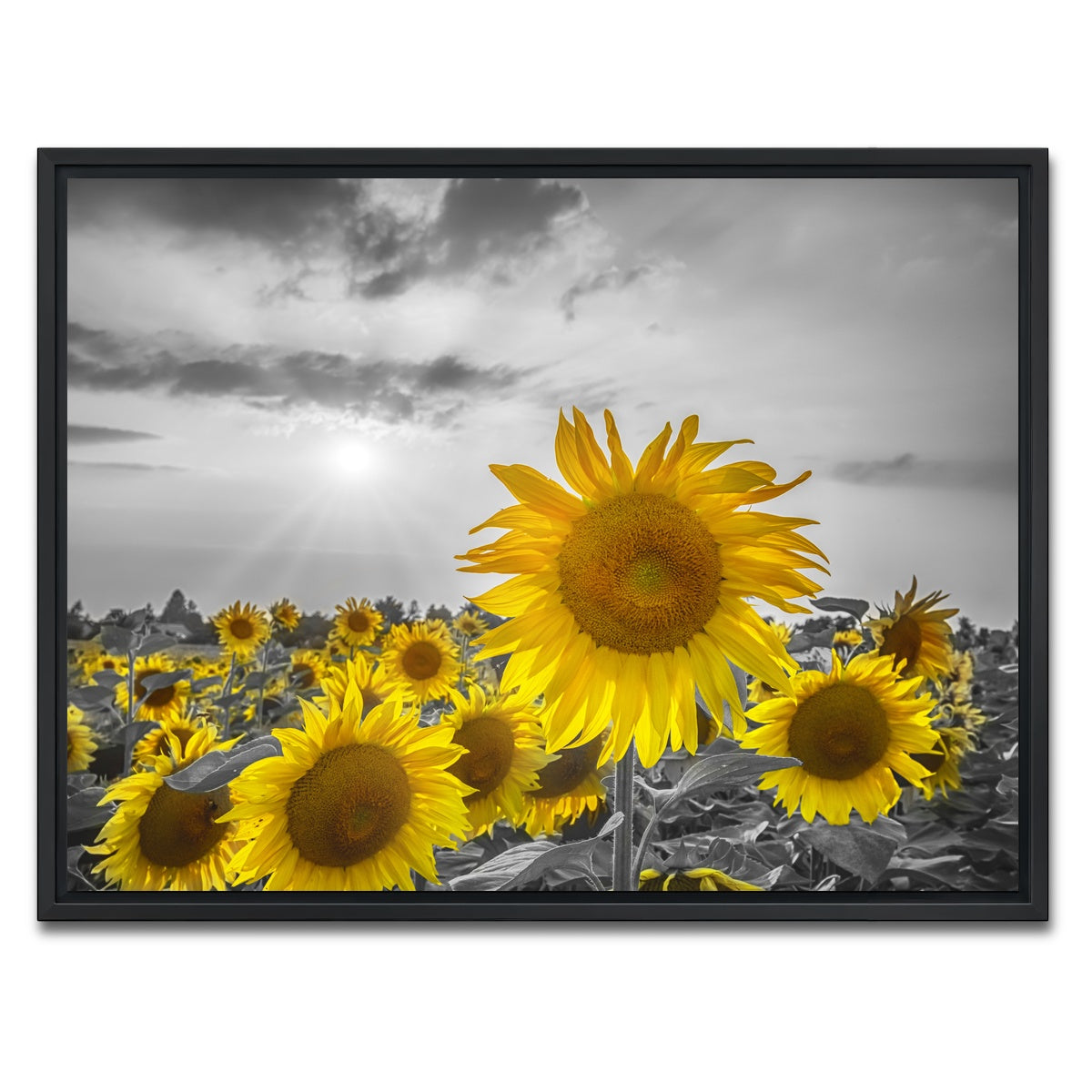 AUTO-MOCKUP WHITE | Sunflower field - yellow color pop | 1 Piece | Black Framed Canvas | group=4x3