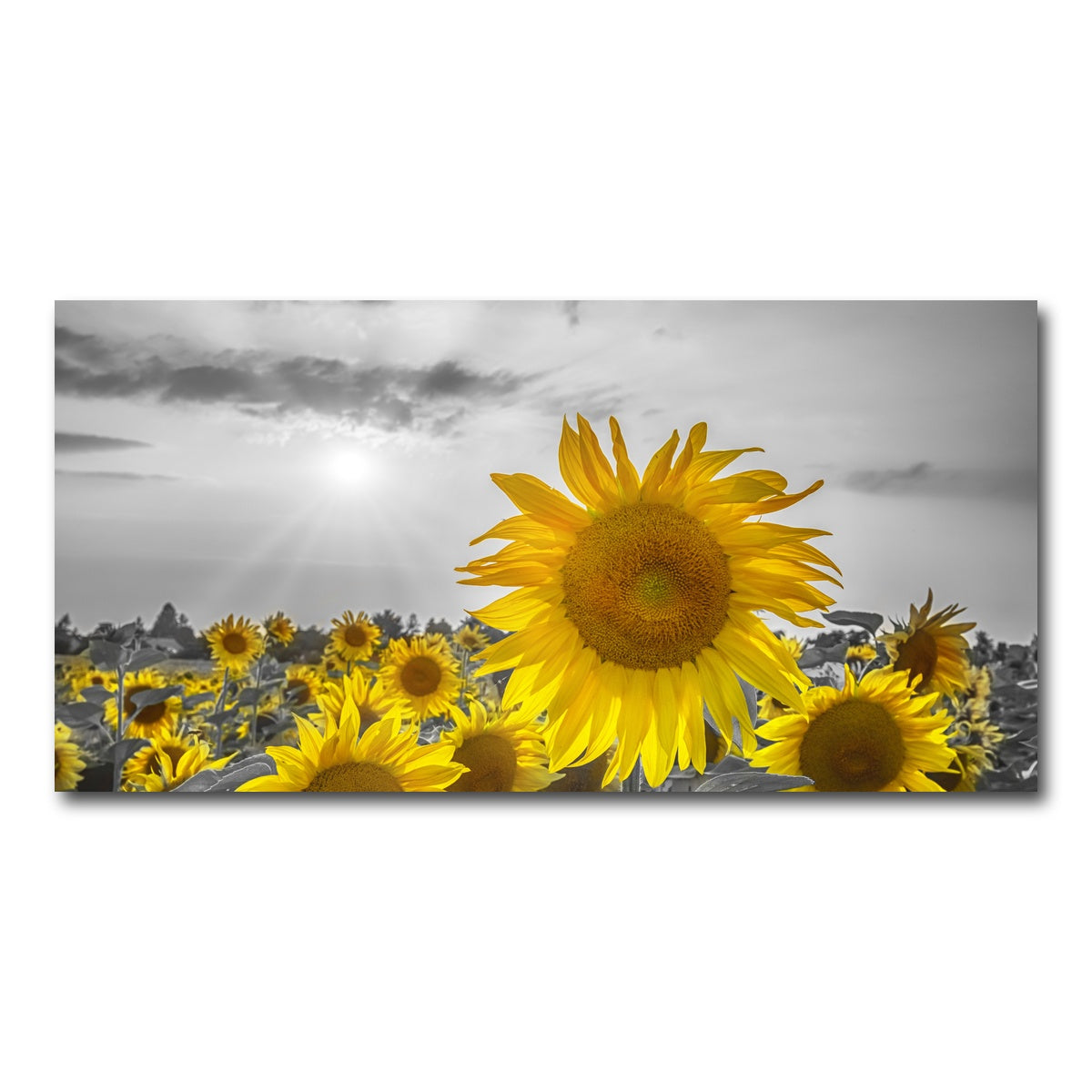 AUTO-MOCKUP WHITE | Sunflower field - yellow color pop | 1 Piece | Gallery Wrap Canvas | group=2x1