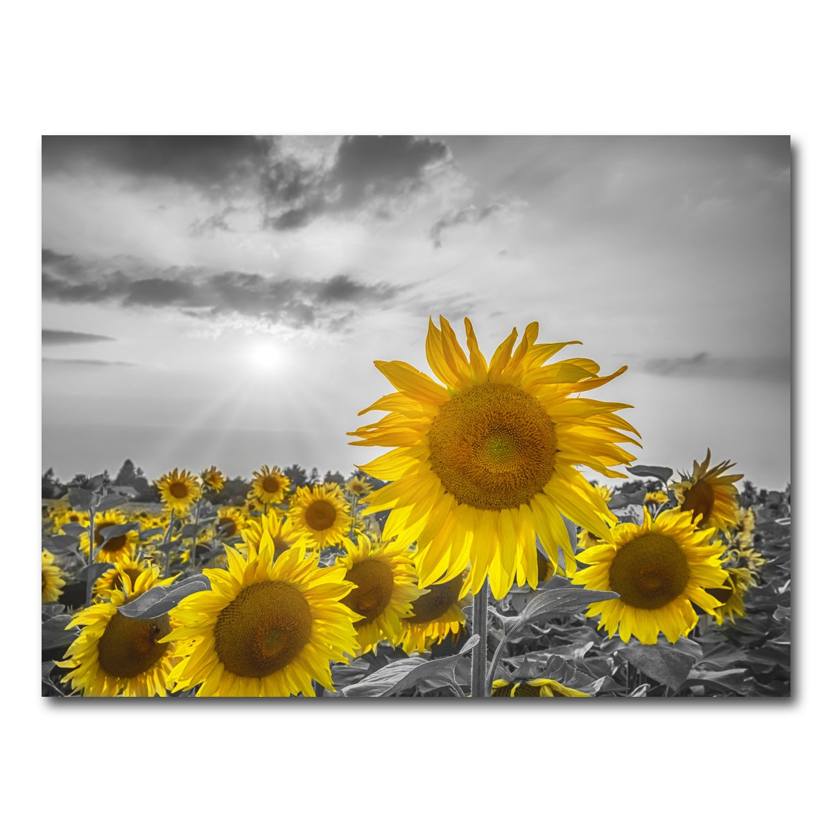 AUTO-MOCKUP WHITE | Sunflower field - yellow color pop | 1 Piece | Gallery Wrap Canvas | group=4x3