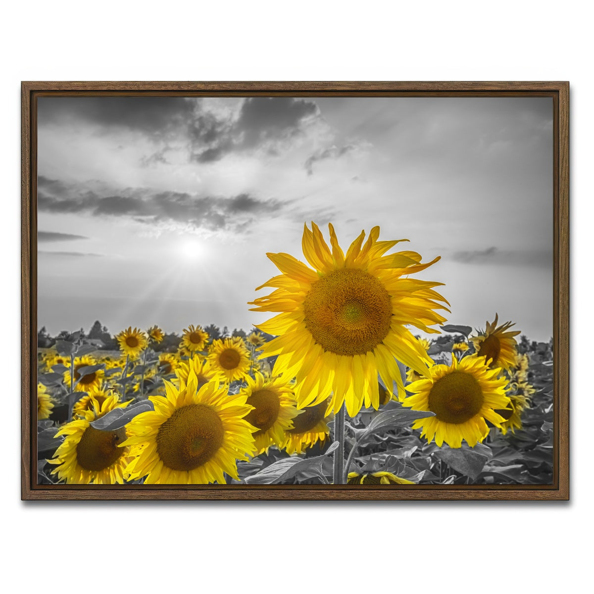 AUTO-MOCKUP WHITE | Sunflower field - yellow color pop | 1 Piece | Walnut Framed Canvas | group=4x3
