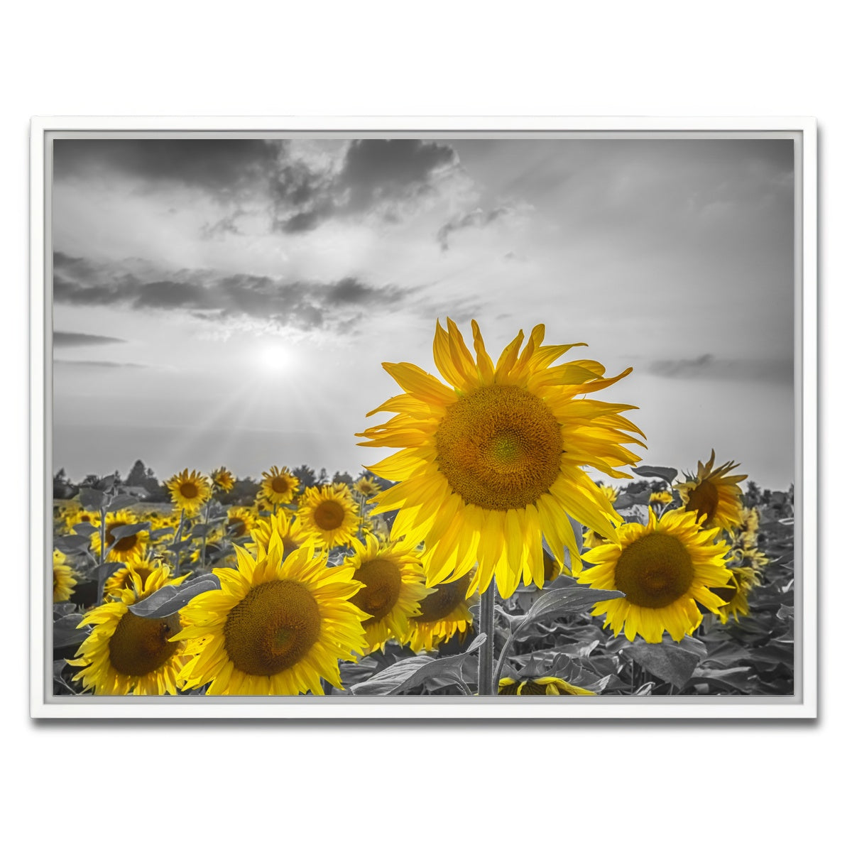 AUTO-MOCKUP WHITE | Sunflower field - yellow color pop | 1 Piece | White Framed Canvas | group=4x3
