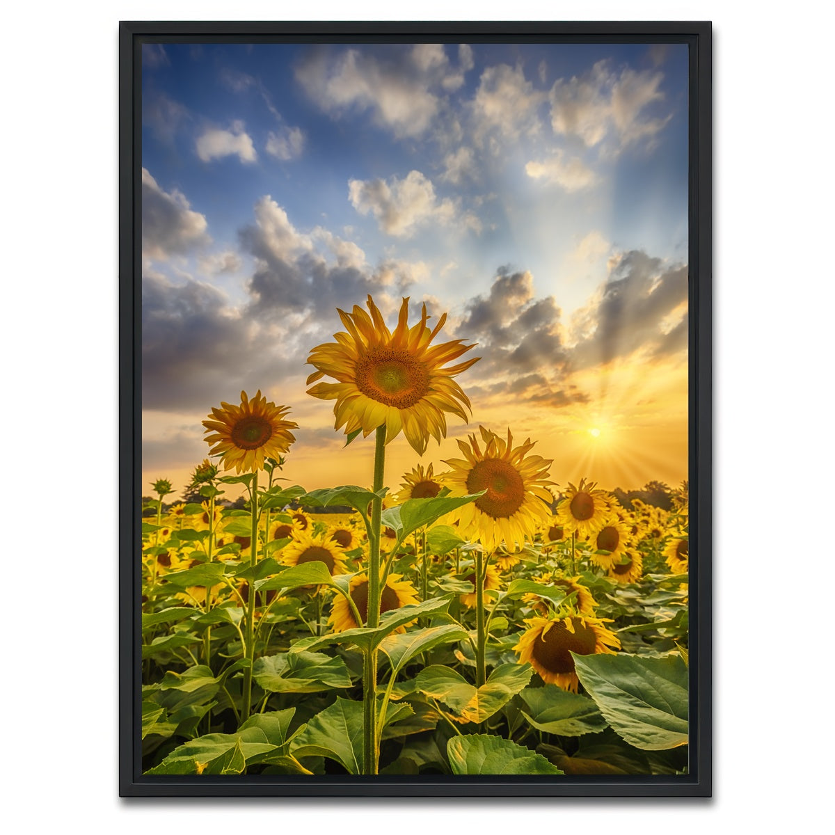 AUTO-MOCKUP WHITE | Sunflower field at sunset | 1 Piece | Black Framed Canvas | group=3x4