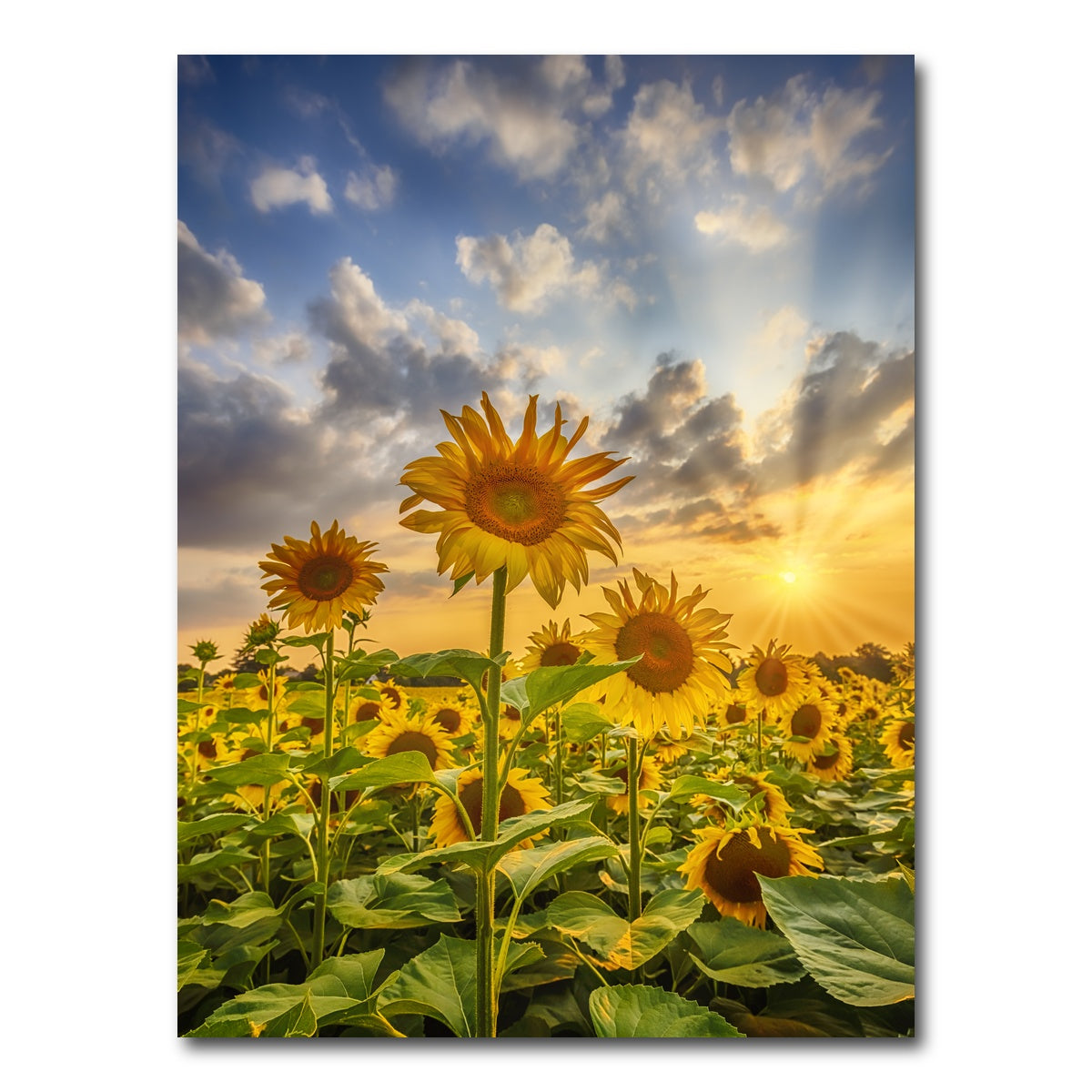 AUTO-MOCKUP WHITE | Sunflower field at sunset | 1 Piece | Gallery Wrap Canvas | group=3x4