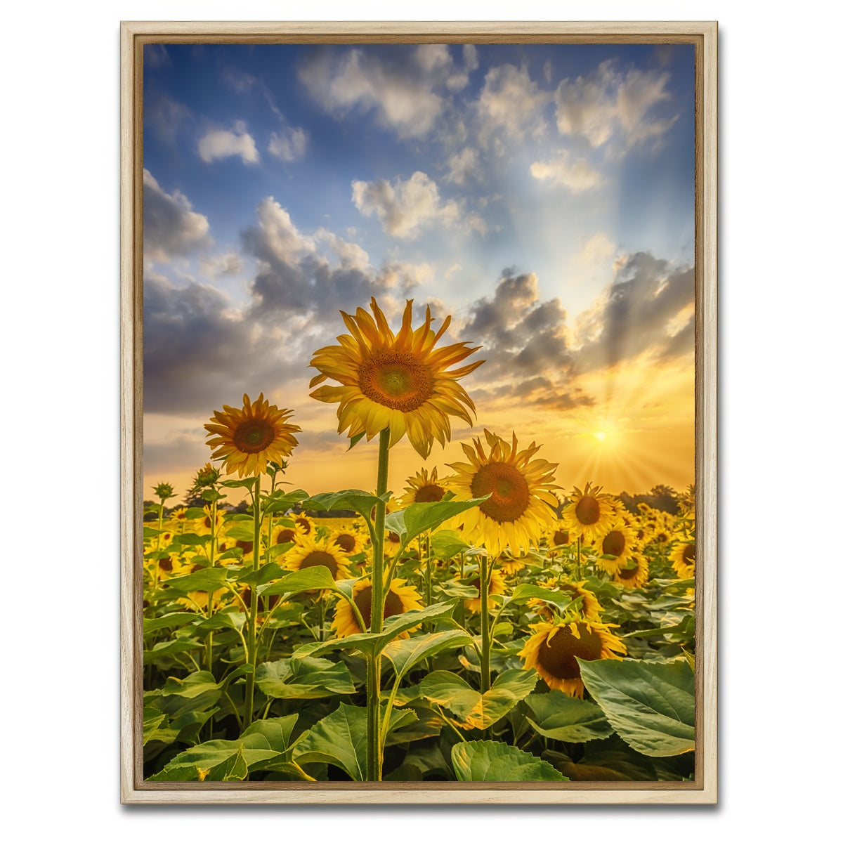 AUTO-MOCKUP WHITE | Sunflower field at sunset | 1 Piece | Natural Framed Canvas | group=3x4