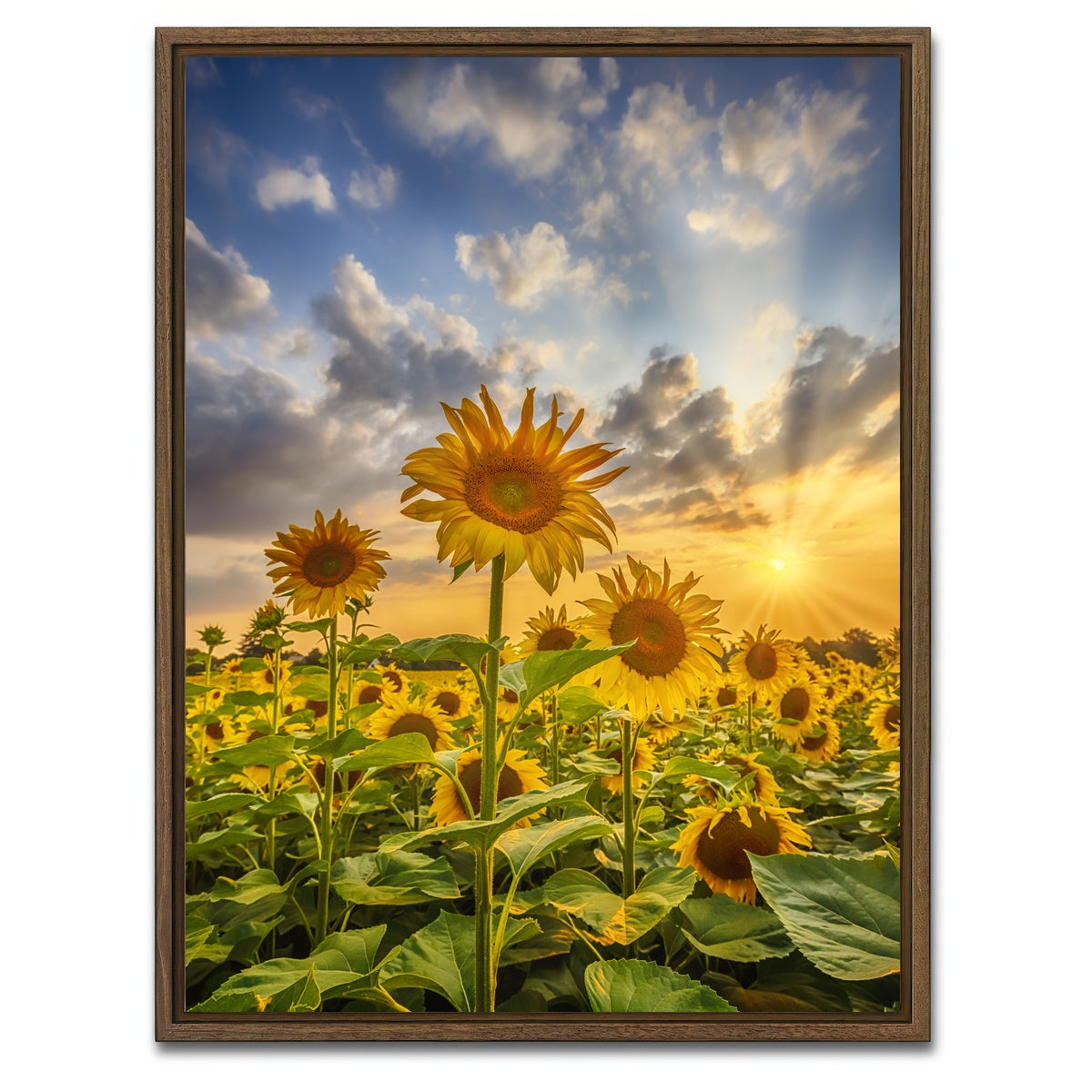 AUTO-MOCKUP WHITE | Sunflower field at sunset | 1 Piece | Walnut Framed Canvas | group=3x4