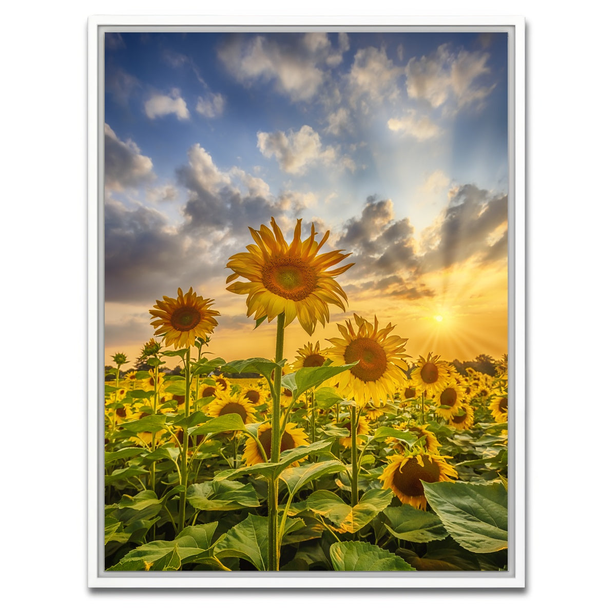AUTO-MOCKUP WHITE | Sunflower field at sunset | 1 Piece | White Framed Canvas | group=3x4