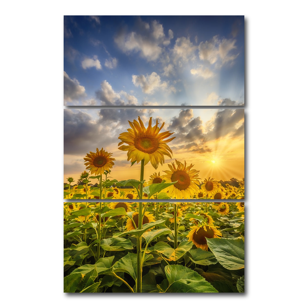 AUTO-MOCKUP WHITE | Sunflower field at sunset | 3 Piece | Gallery Wrap Canvas | group=12x24_stacked