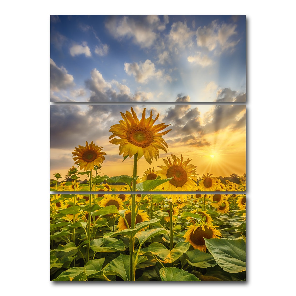 AUTO-MOCKUP WHITE | Sunflower field at sunset | 3 Piece | Gallery Wrap Canvas | group=8x18_stacked