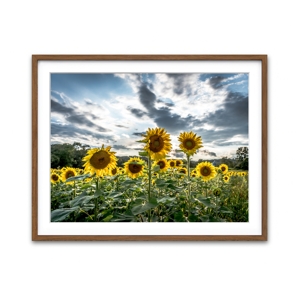 Framed Print 4x3 Walnut
