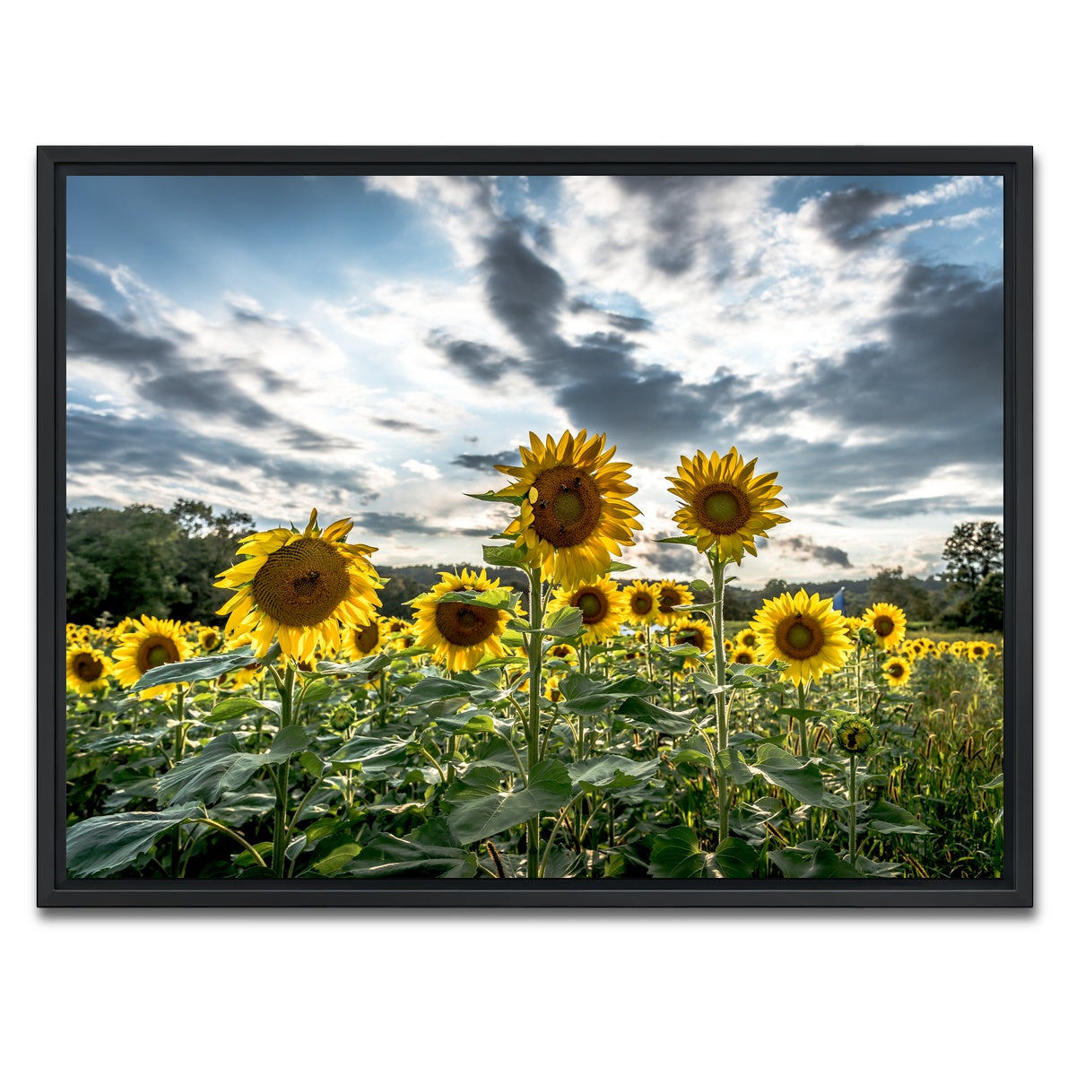 AUTO-MOCKUP WHITE | Sunflowers | 1 Piece | Black Framed Canvas | group=4x3