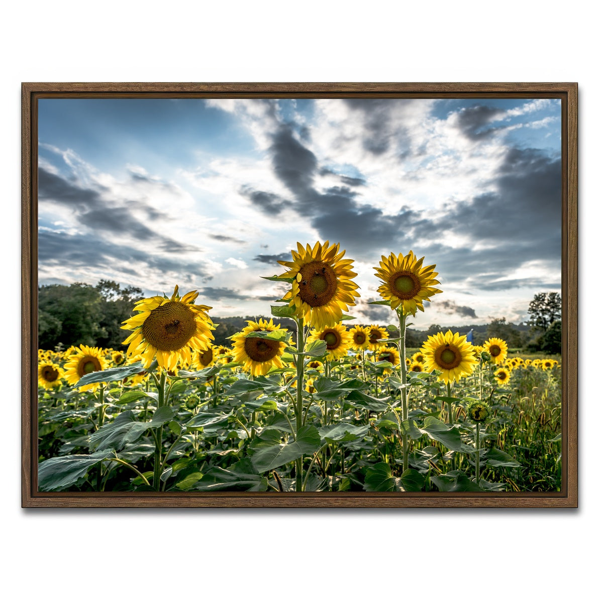 AUTO-MOCKUP WHITE | Sunflowers | 1 Piece | Walnut Framed Canvas | group=4x3