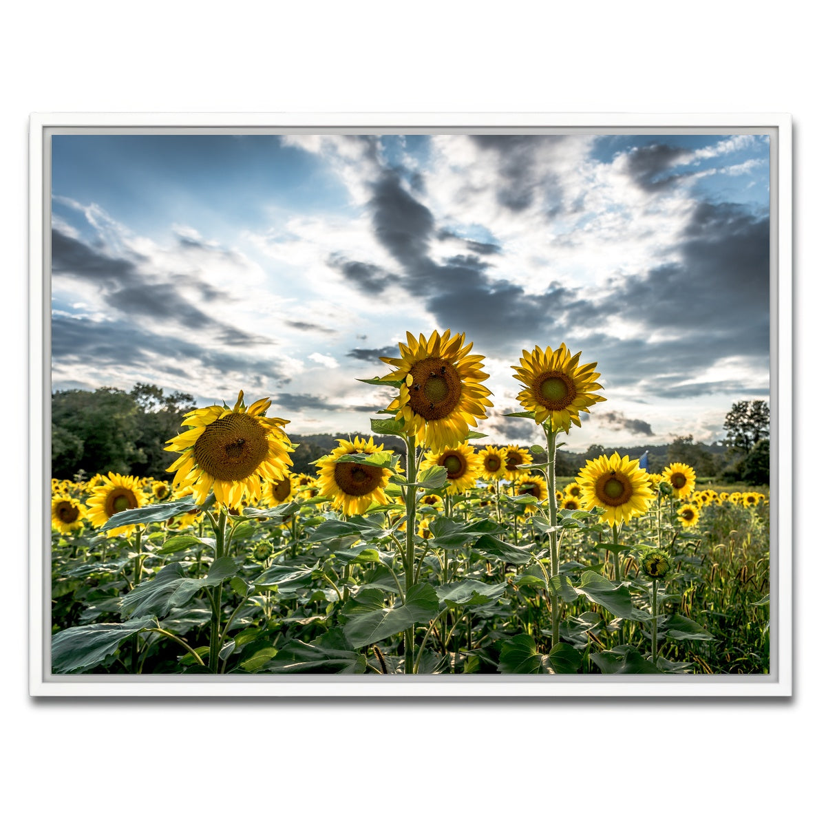 AUTO-MOCKUP WHITE | Sunflowers | 1 Piece | White Framed Canvas | group=4x3