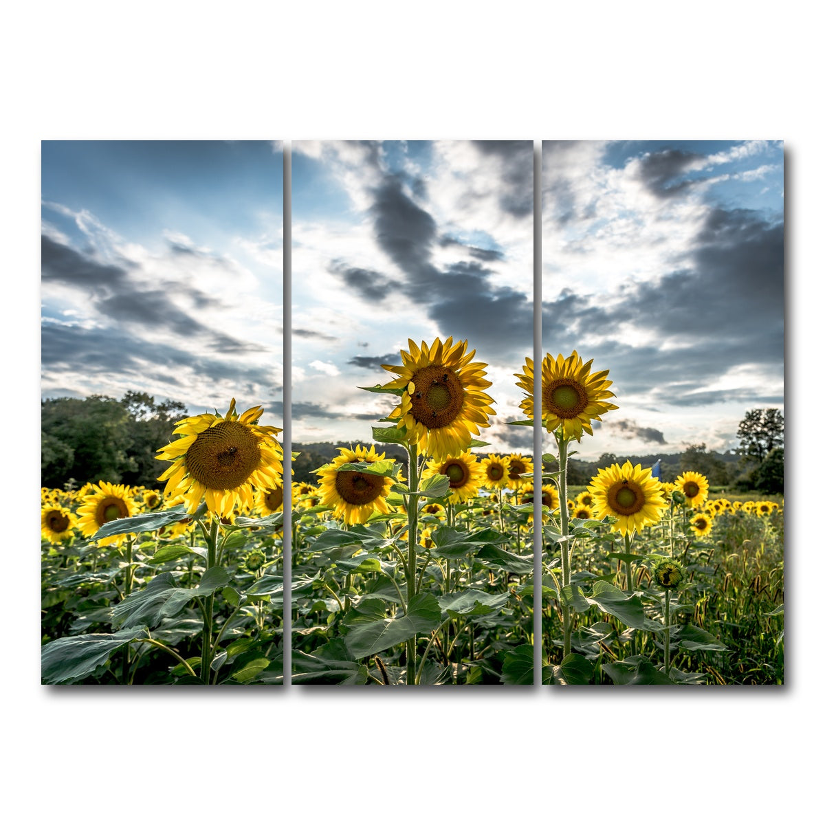 AUTO-MOCKUP WHITE | Sunflowers | 3 Piece | Gallery Wrap Canvas | group=8x18