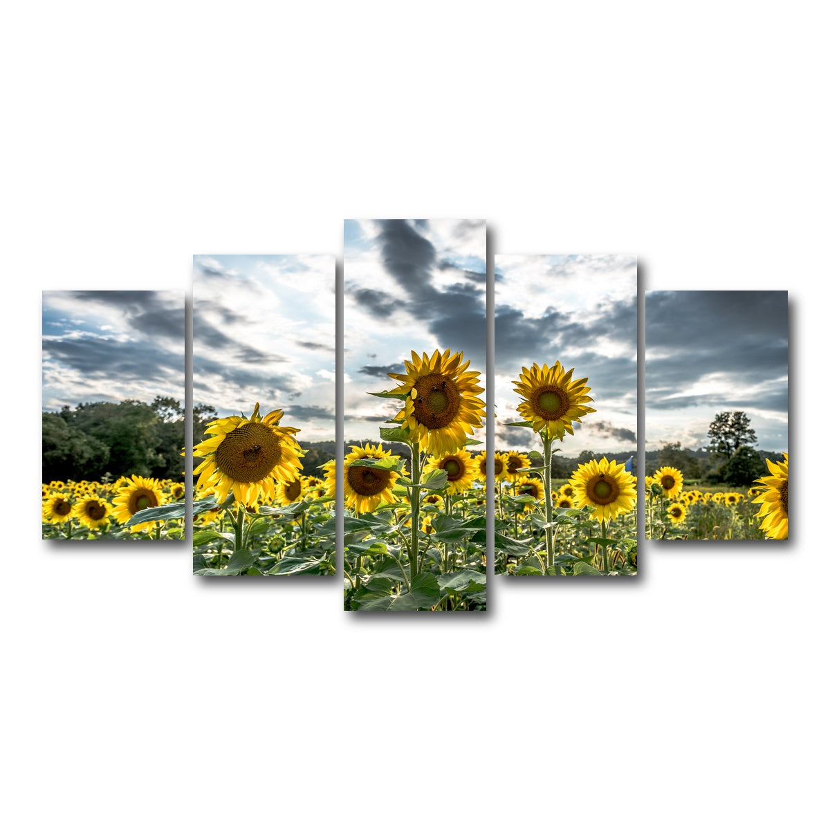 AUTO-MOCKUP WHITE | Sunflowers | 5 Piece | Gallery Wrap Canvas | group=5_normal