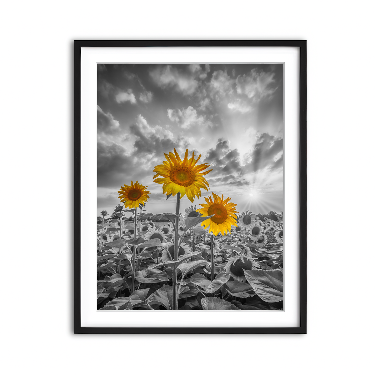 Framed Print 3x4 Black