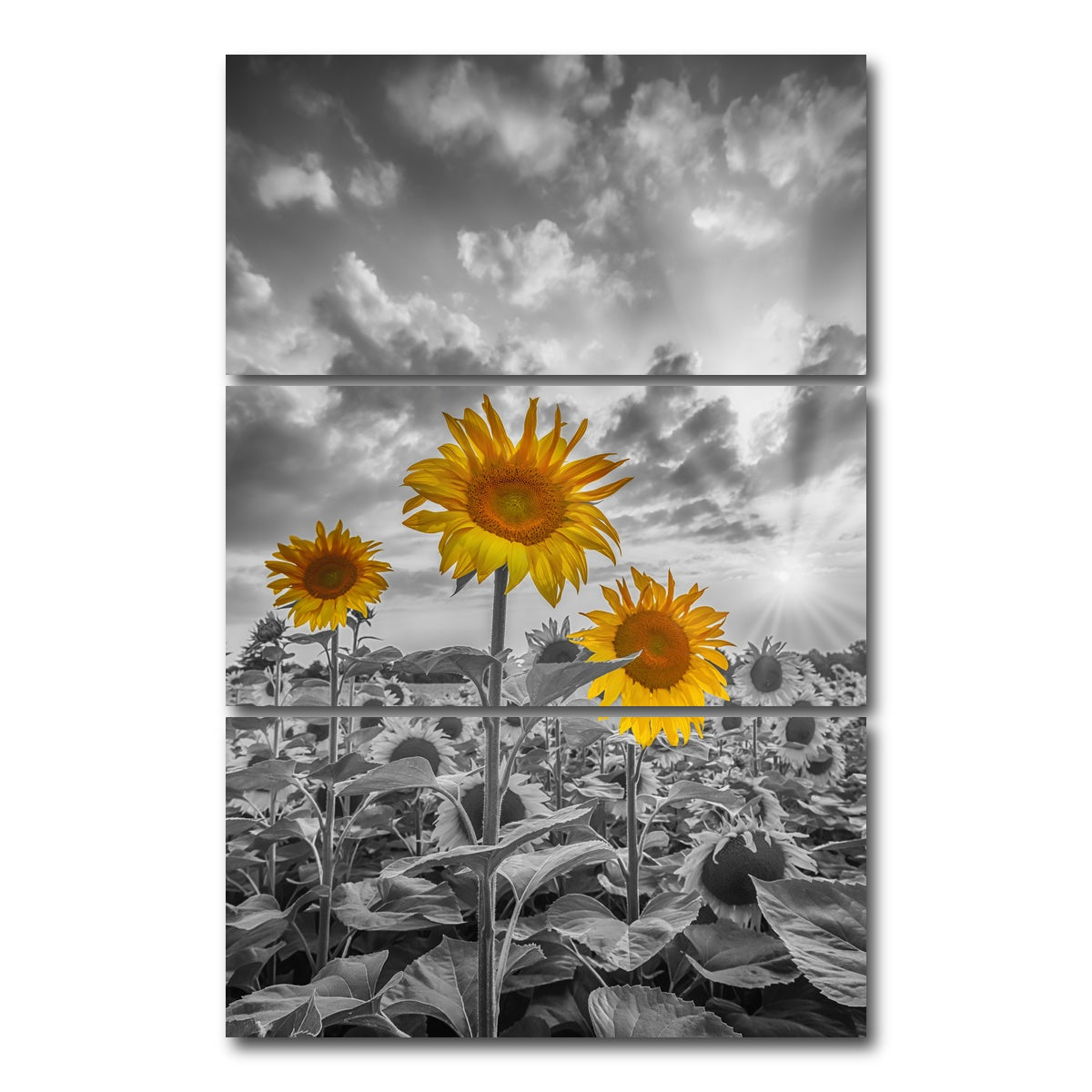 AUTO-MOCKUP WHITE | Sunflowers in Sunset Yellow Color Pop | 3 Piece | Gallery Wrap Canvas | group=12x24_stacked