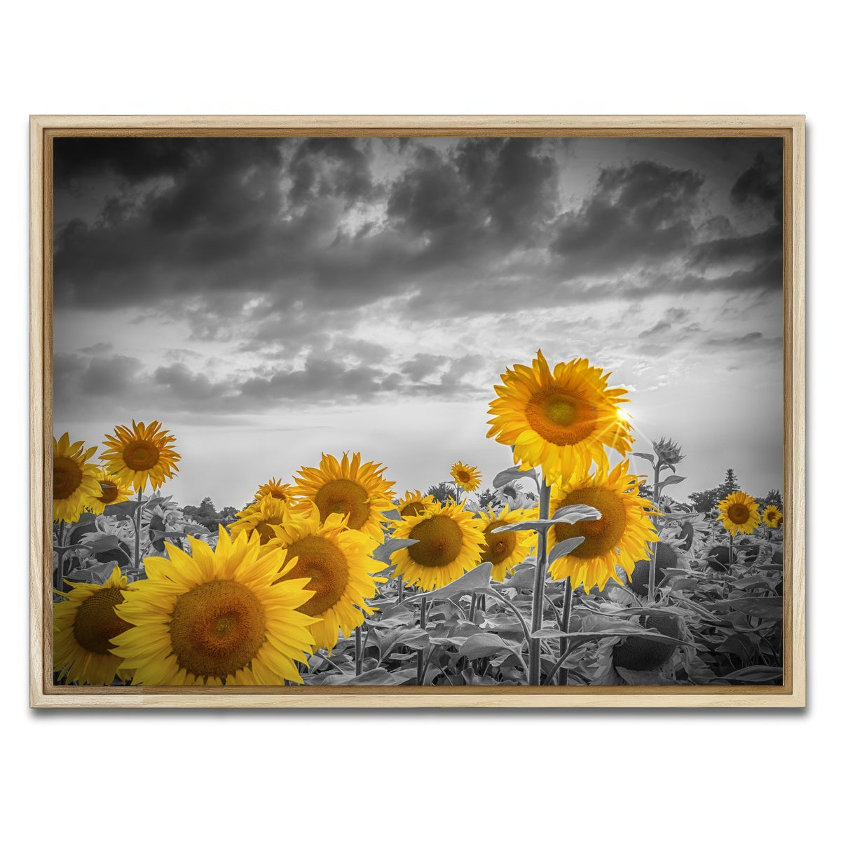 AUTO-MOCKUP WHITE | Sunflowers in the evening | 1 Piece | Natural Framed Canvas | group=4x3