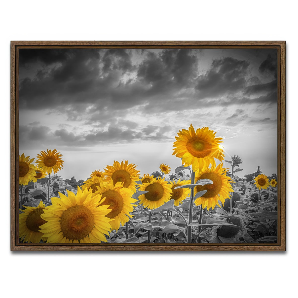 AUTO-MOCKUP WHITE | Sunflowers in the evening | 1 Piece | Walnut Framed Canvas | group=4x3