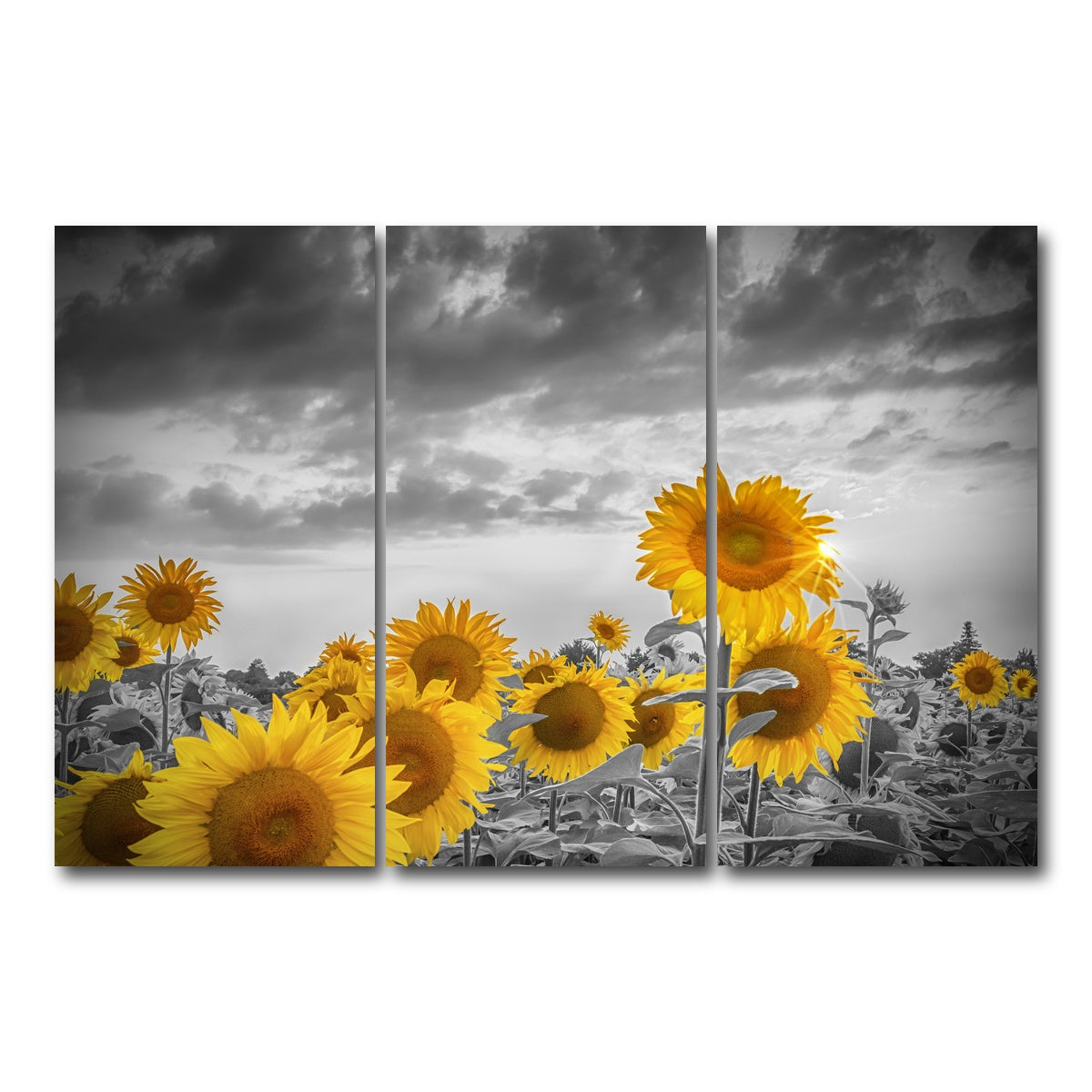 AUTO-MOCKUP WHITE | Sunflowers in the evening | 3 Piece | Gallery Wrap Canvas | group=12x24