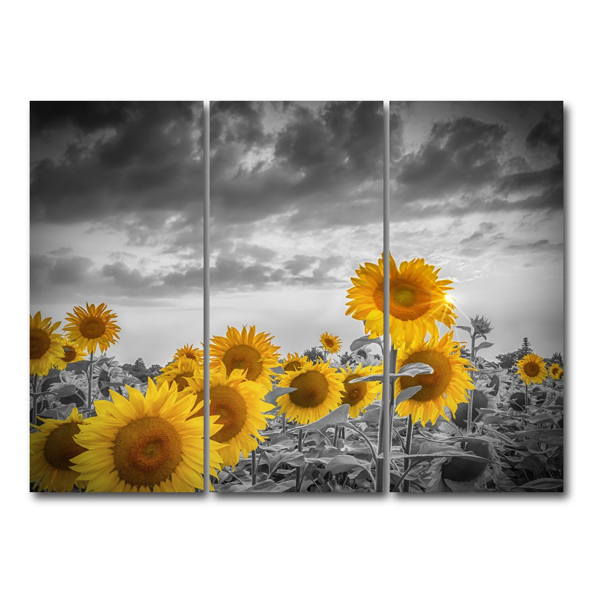 AUTO-MOCKUP WHITE | Sunflowers in the evening | 3 Piece | Gallery Wrap Canvas | group=8x18