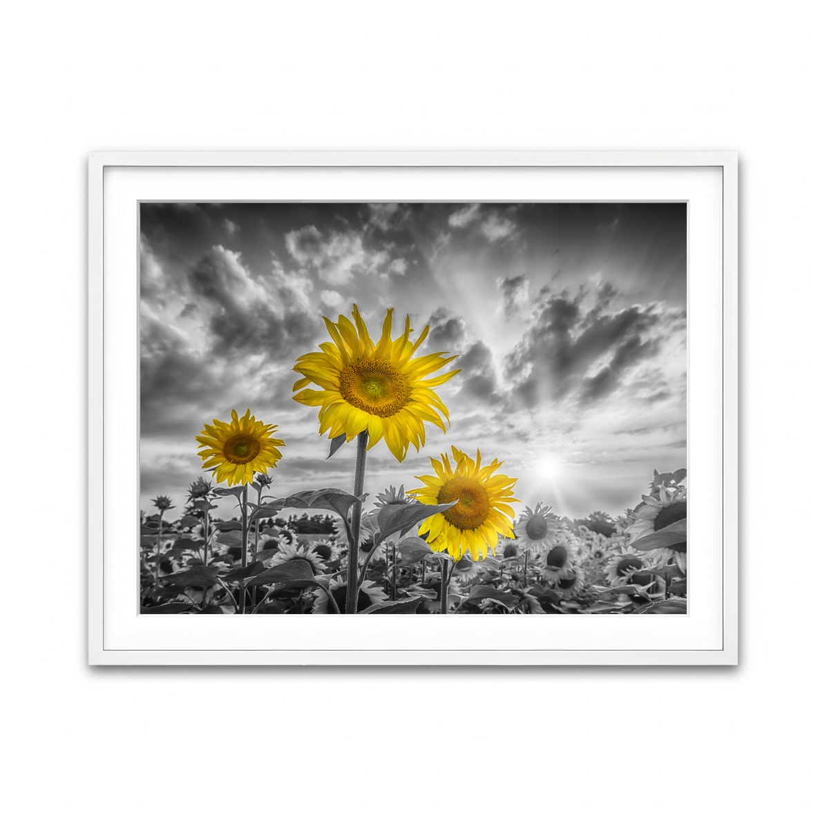 Framed Print 4x3 White