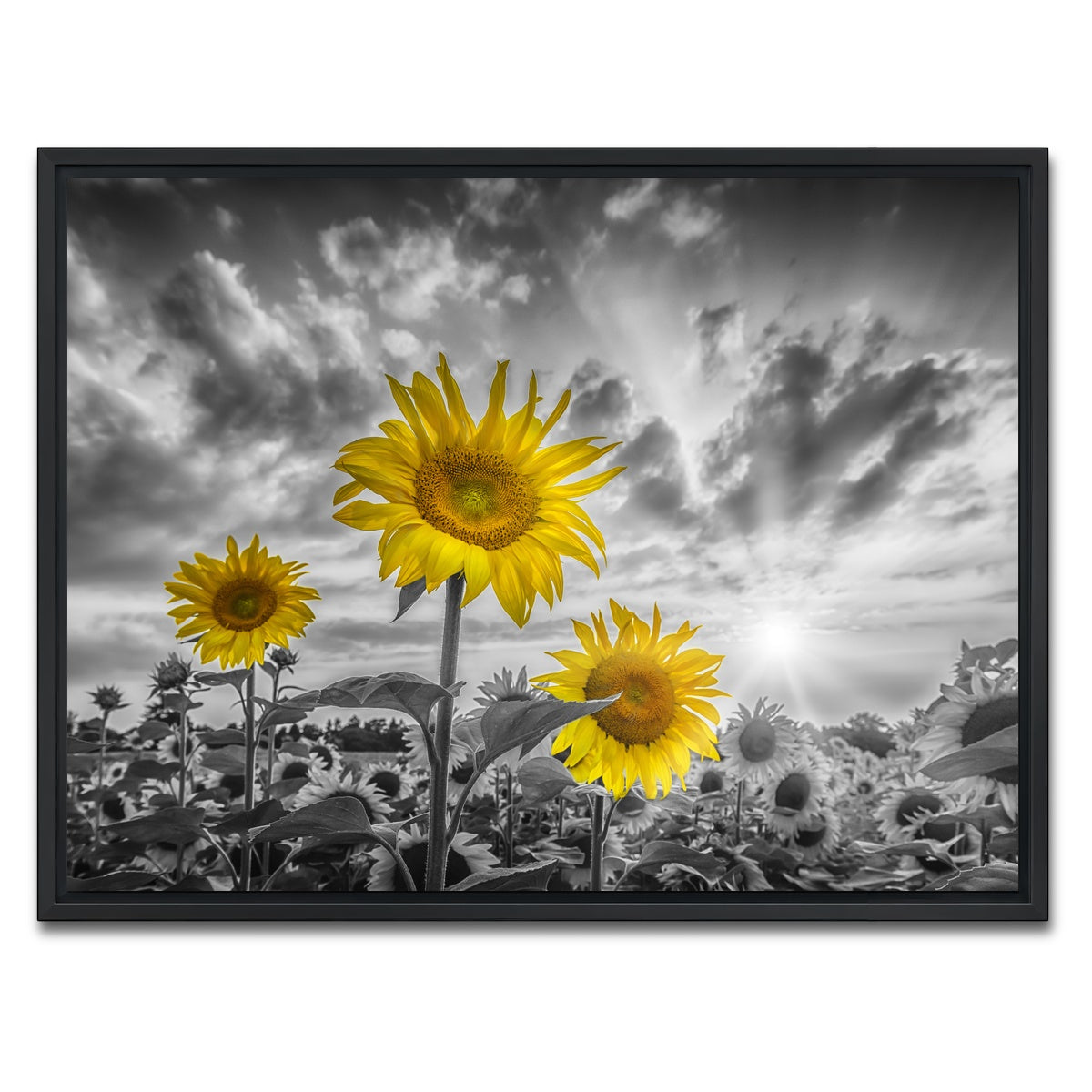 AUTO-MOCKUP WHITE | Sunflowers yellow color pop | 1 Piece | Black Framed Canvas | group=4x3