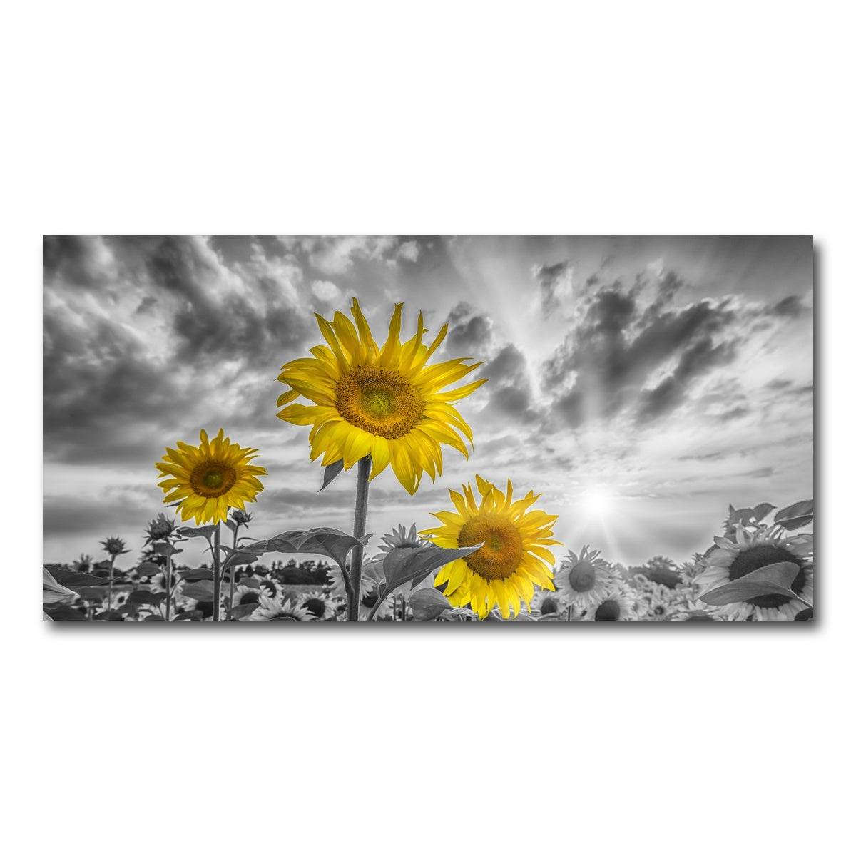 AUTO-MOCKUP WHITE | Sunflowers yellow color pop | 1 Piece | Gallery Wrap Canvas | group=2x1