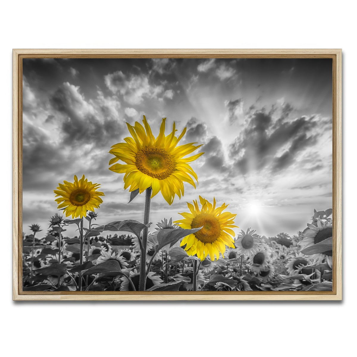 AUTO-MOCKUP WHITE | Sunflowers yellow color pop | 1 Piece | Natural Framed Canvas | group=4x3