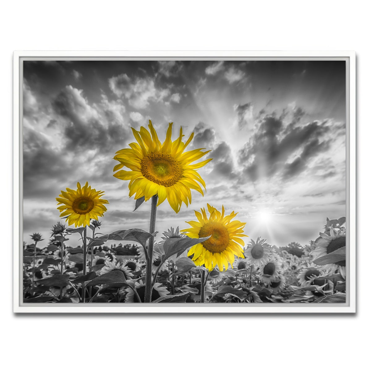 AUTO-MOCKUP WHITE | Sunflowers yellow color pop | 1 Piece | White Framed Canvas | group=4x3