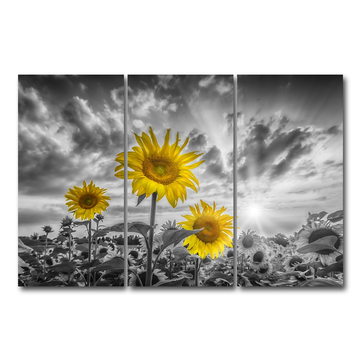 AUTO-MOCKUP WHITE | Sunflowers yellow color pop | 3 Piece | Gallery Wrap Canvas | group=12x24