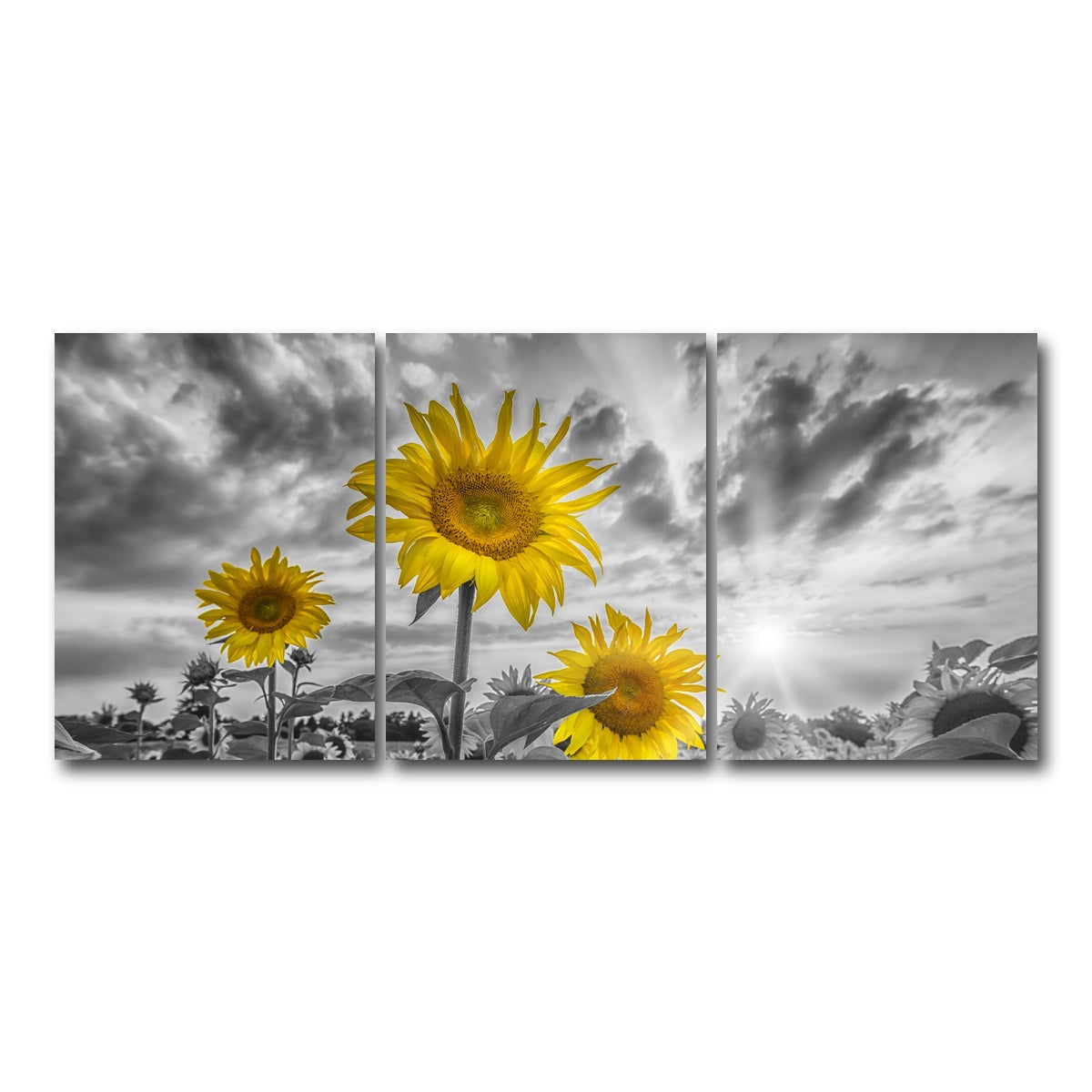 AUTO-MOCKUP WHITE | Sunflowers yellow color pop | 3 Piece | Gallery Wrap Canvas | group=18x24