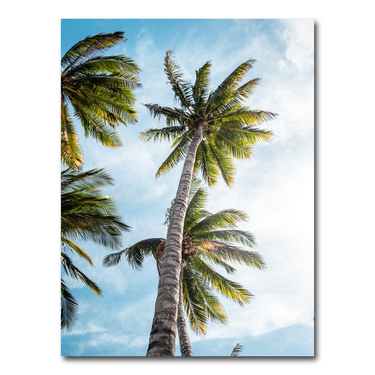AUTO-MOCKUP WHITE | Sunny Palms | 1 Piece | Gallery Wrap Canvas | group=3x4