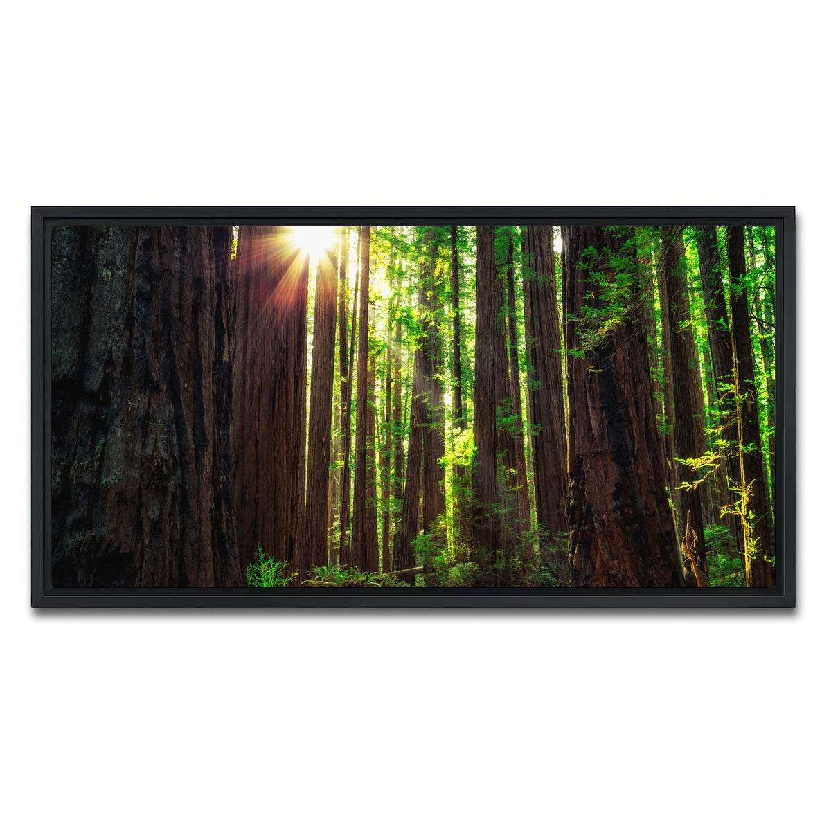 AUTO-MOCKUP WHITE | Sunrise in the Redwoods | 1 Piece | Black Framed Canvas | group=2x1