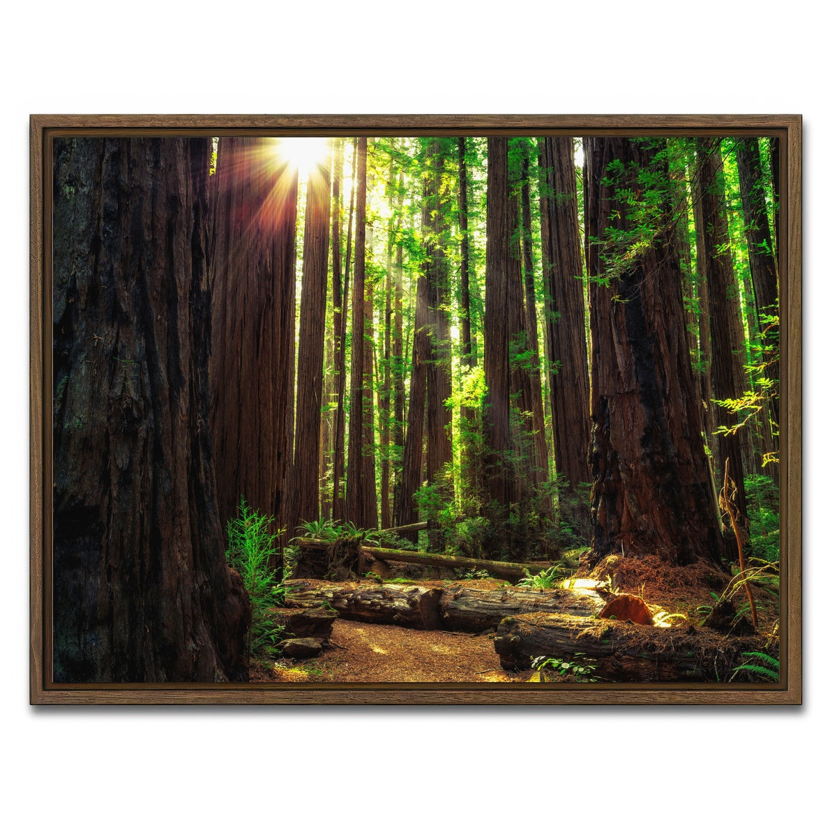 AUTO-MOCKUP WHITE | Sunrise in the Redwoods | 1 Piece | Walnut Framed Canvas | group=4x3