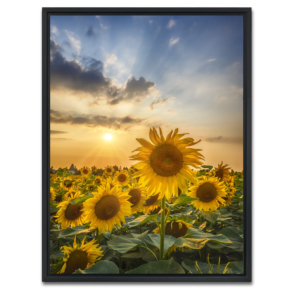 AUTO-MOCKUP WHITE | Sunset with beautiful sunflowers | 1 Piece | Black Framed Canvas | group=3x4