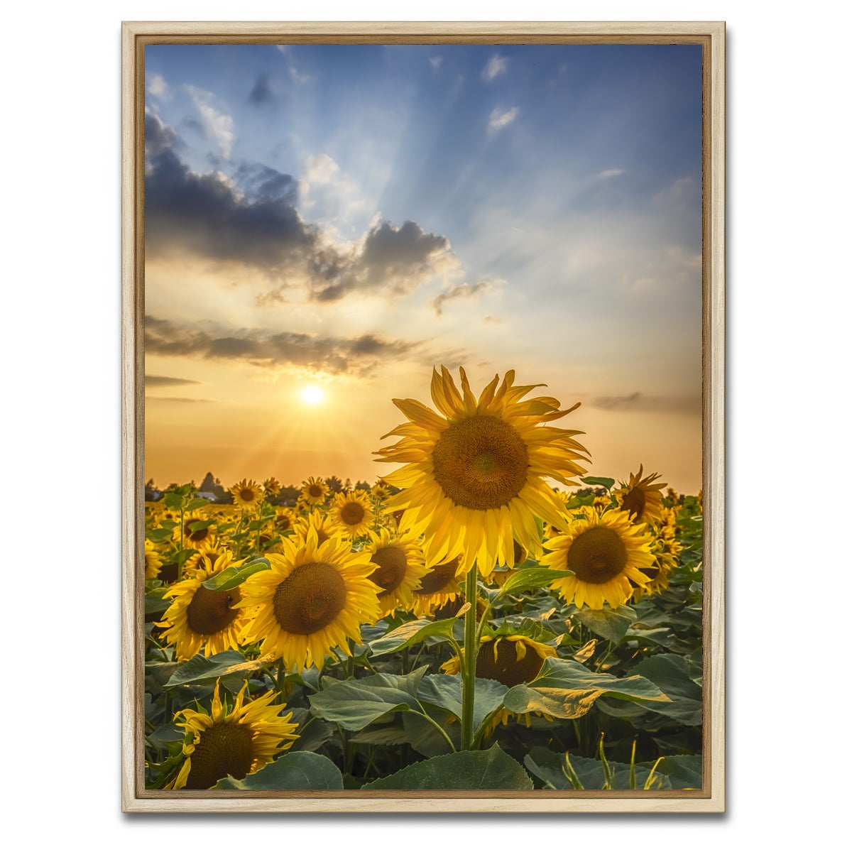 AUTO-MOCKUP WHITE | Sunset with beautiful sunflowers | 1 Piece | Natural Framed Canvas | group=3x4