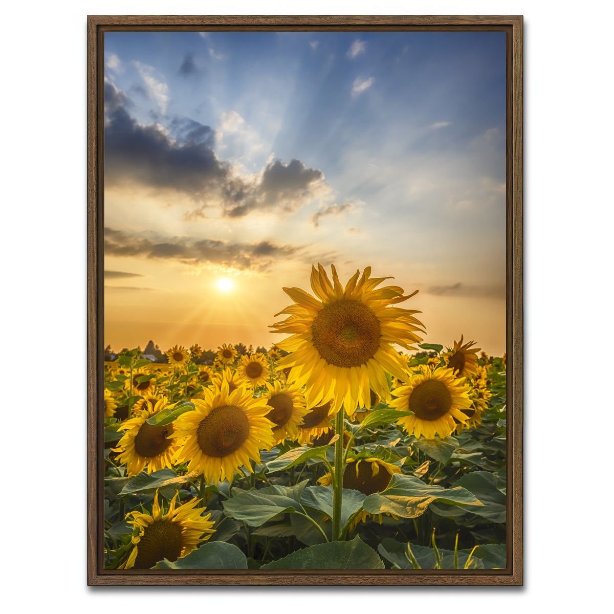 AUTO-MOCKUP WHITE | Sunset with beautiful sunflowers | 1 Piece | Walnut Framed Canvas | group=3x4