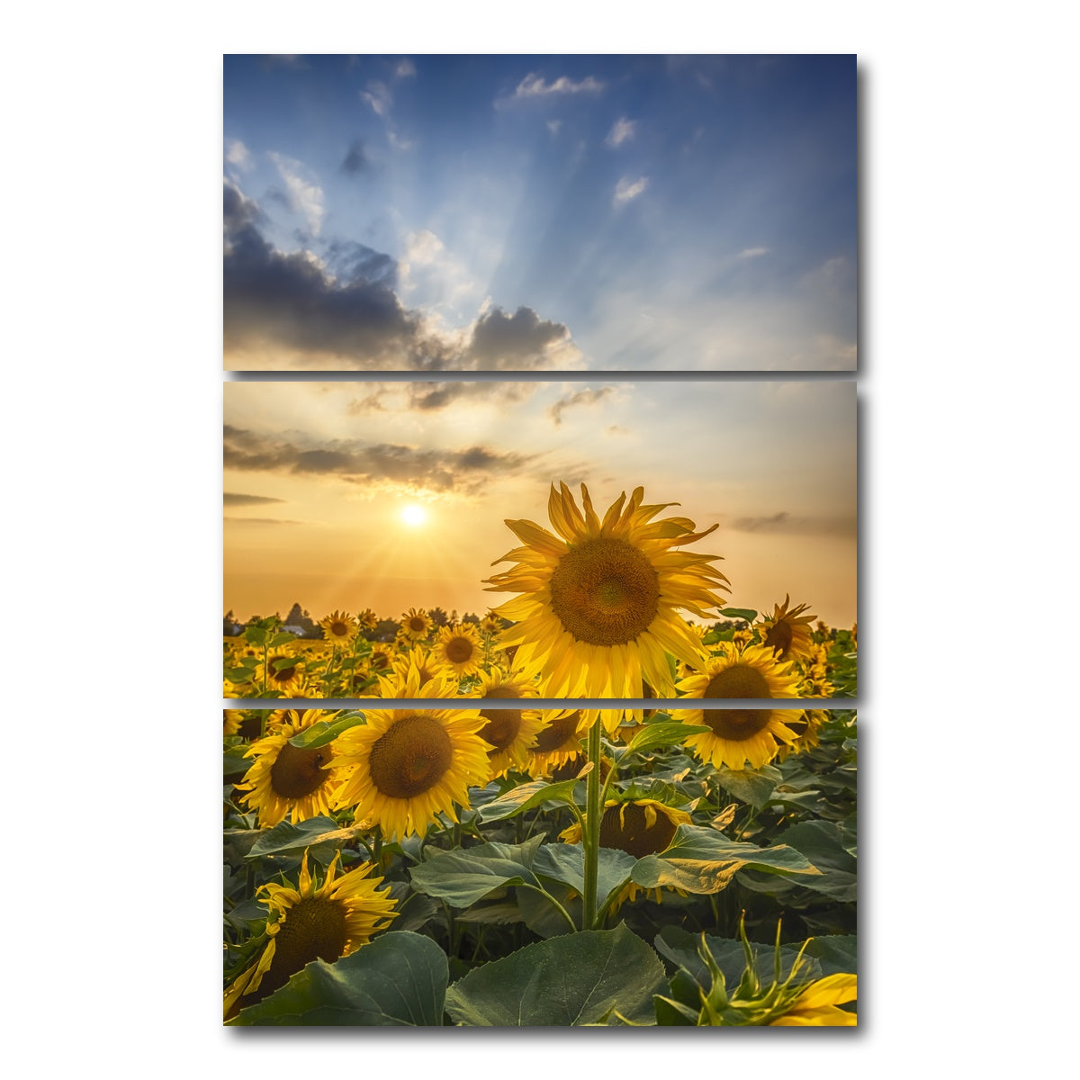 AUTO-MOCKUP WHITE | Sunset with beautiful sunflowers | 3 Piece | Gallery Wrap Canvas | group=12x24_stacked