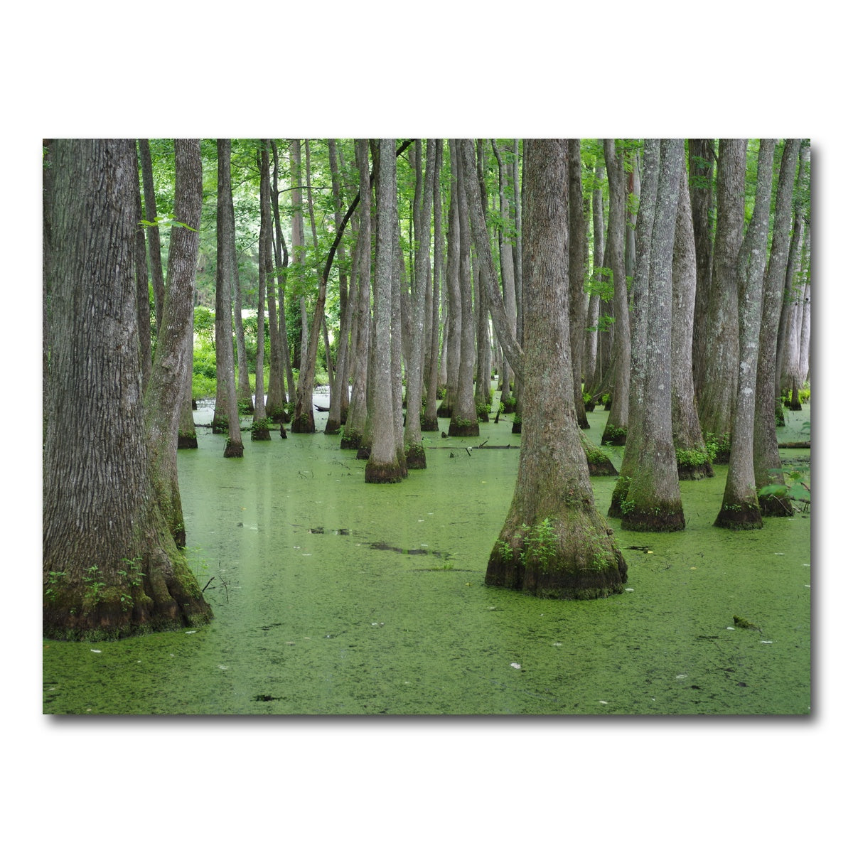 AUTO-MOCKUP WHITE | Swampland - Tallahassee | 1 Piece | Gallery Wrap Canvas | group=4x3