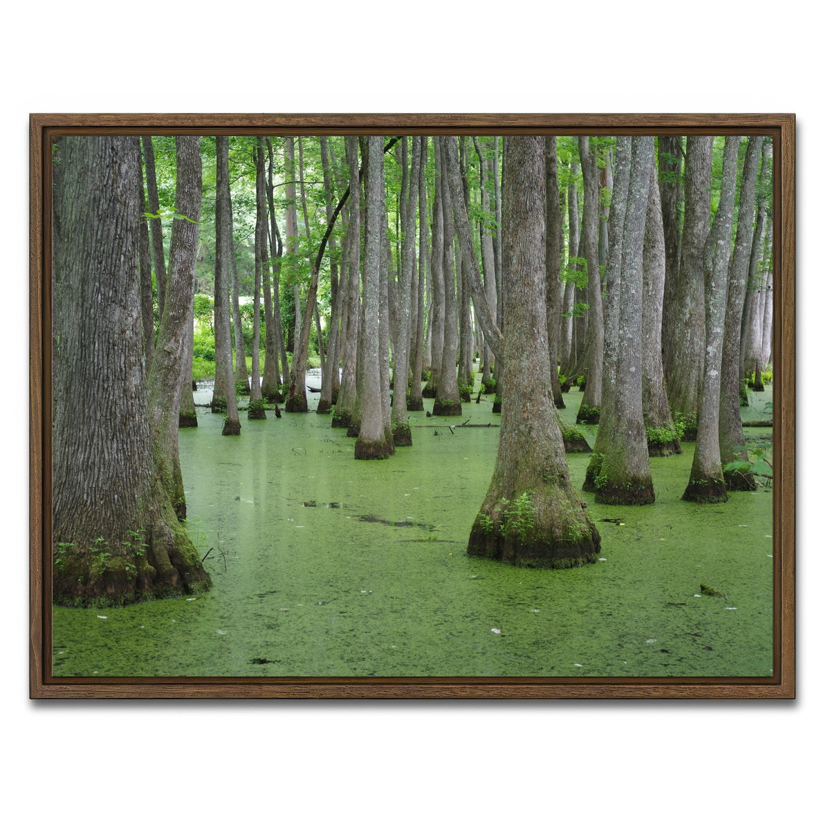 AUTO-MOCKUP WHITE | Swampland - Tallahassee | 1 Piece | Walnut Framed Canvas | group=4x3