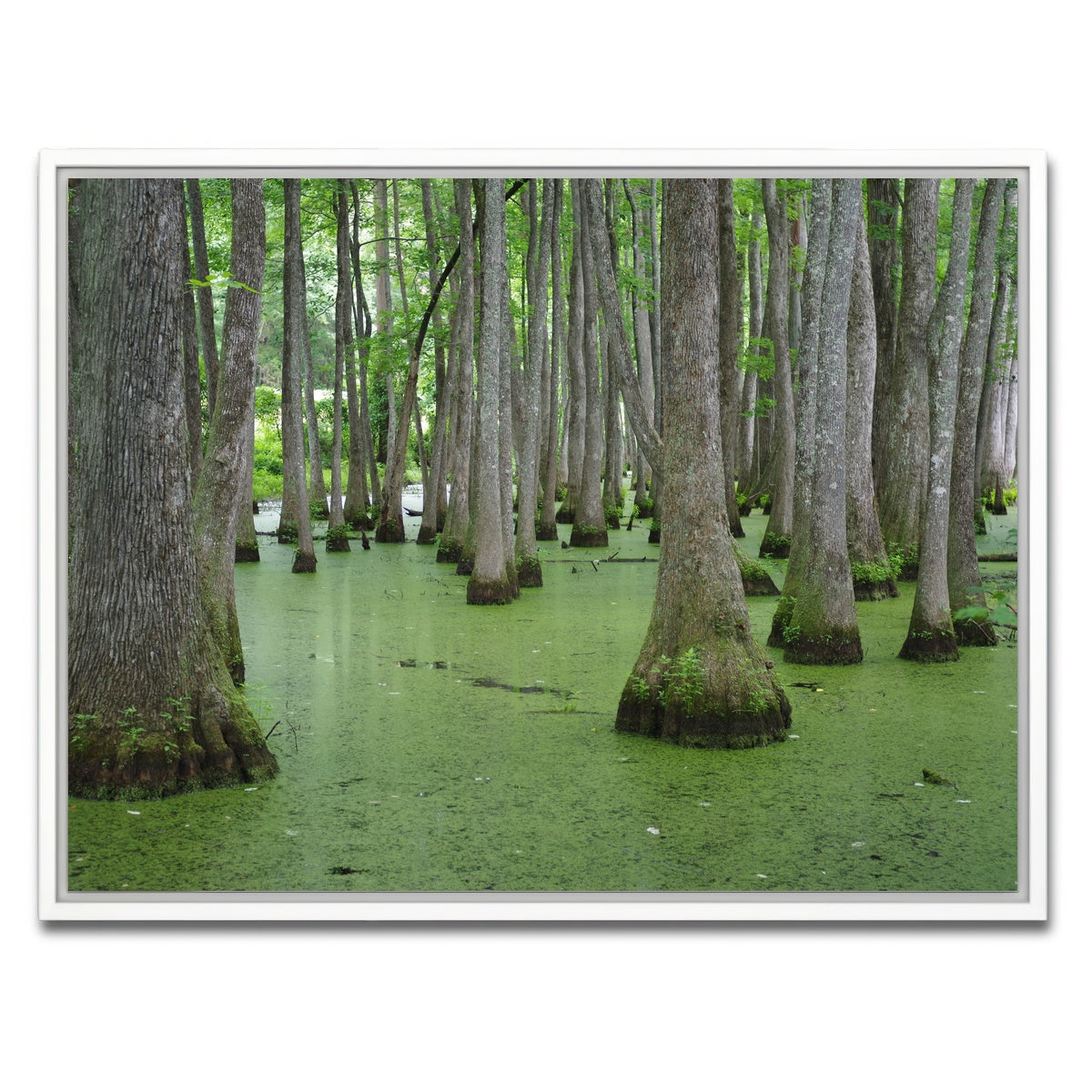AUTO-MOCKUP WHITE | Swampland - Tallahassee | 1 Piece | White Framed Canvas | group=4x3