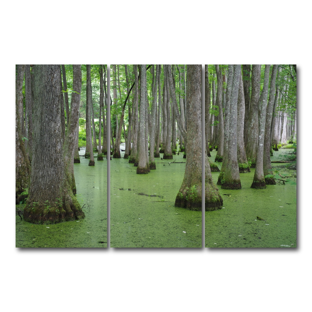 AUTO-MOCKUP WHITE | Swampland - Tallahassee | 3 Piece | Gallery Wrap Canvas | group=12x24