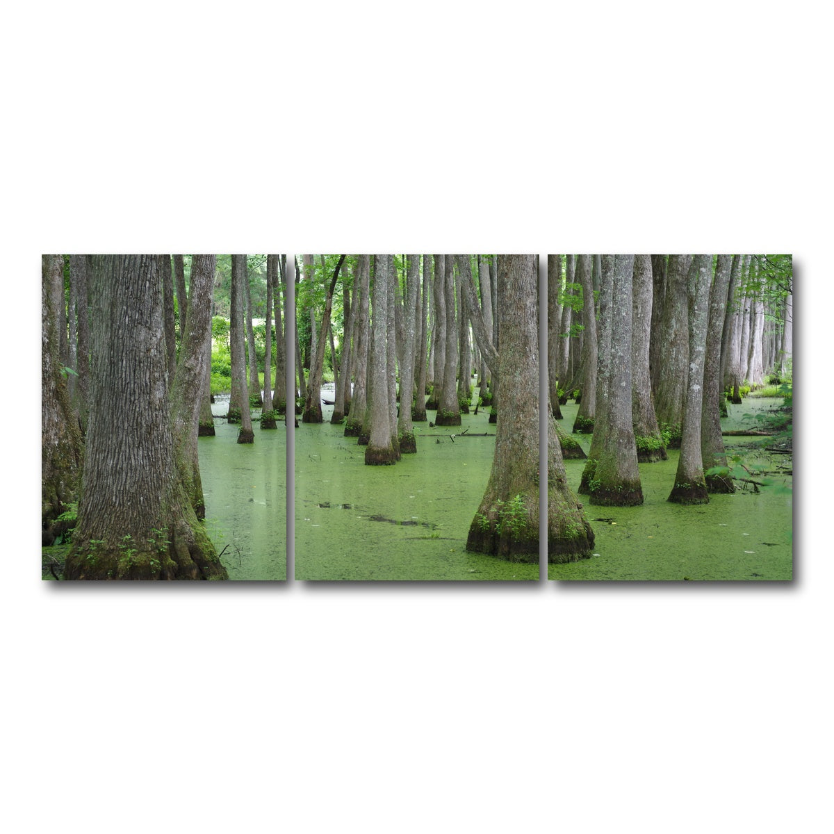 AUTO-MOCKUP WHITE | Swampland - Tallahassee | 3 Piece | Gallery Wrap Canvas | group=18x24