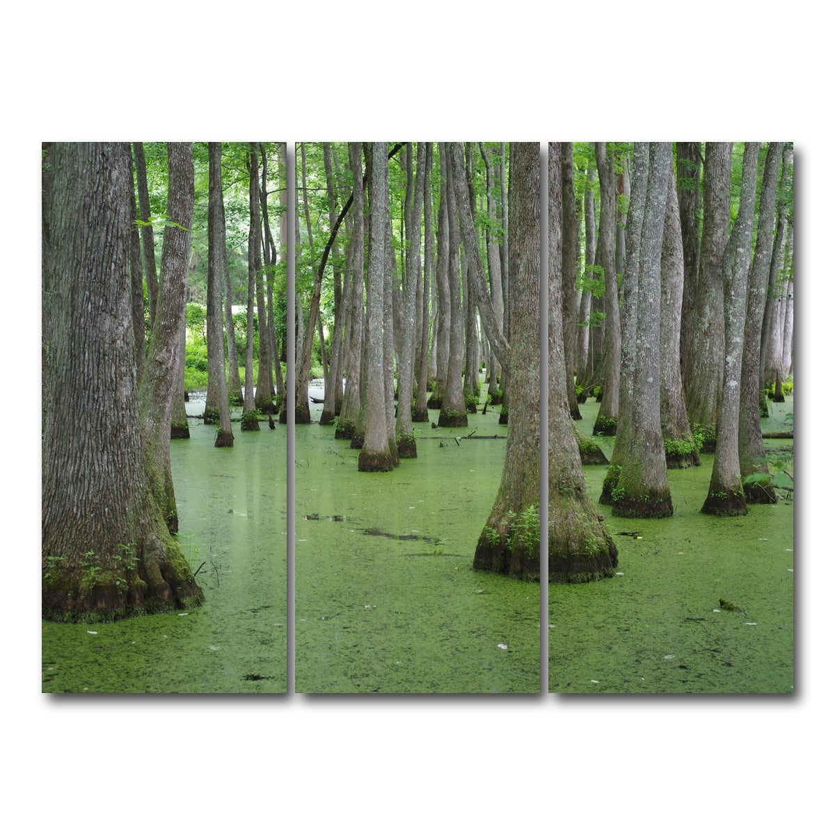 AUTO-MOCKUP WHITE | Swampland - Tallahassee | 3 Piece | Gallery Wrap Canvas | group=8x18