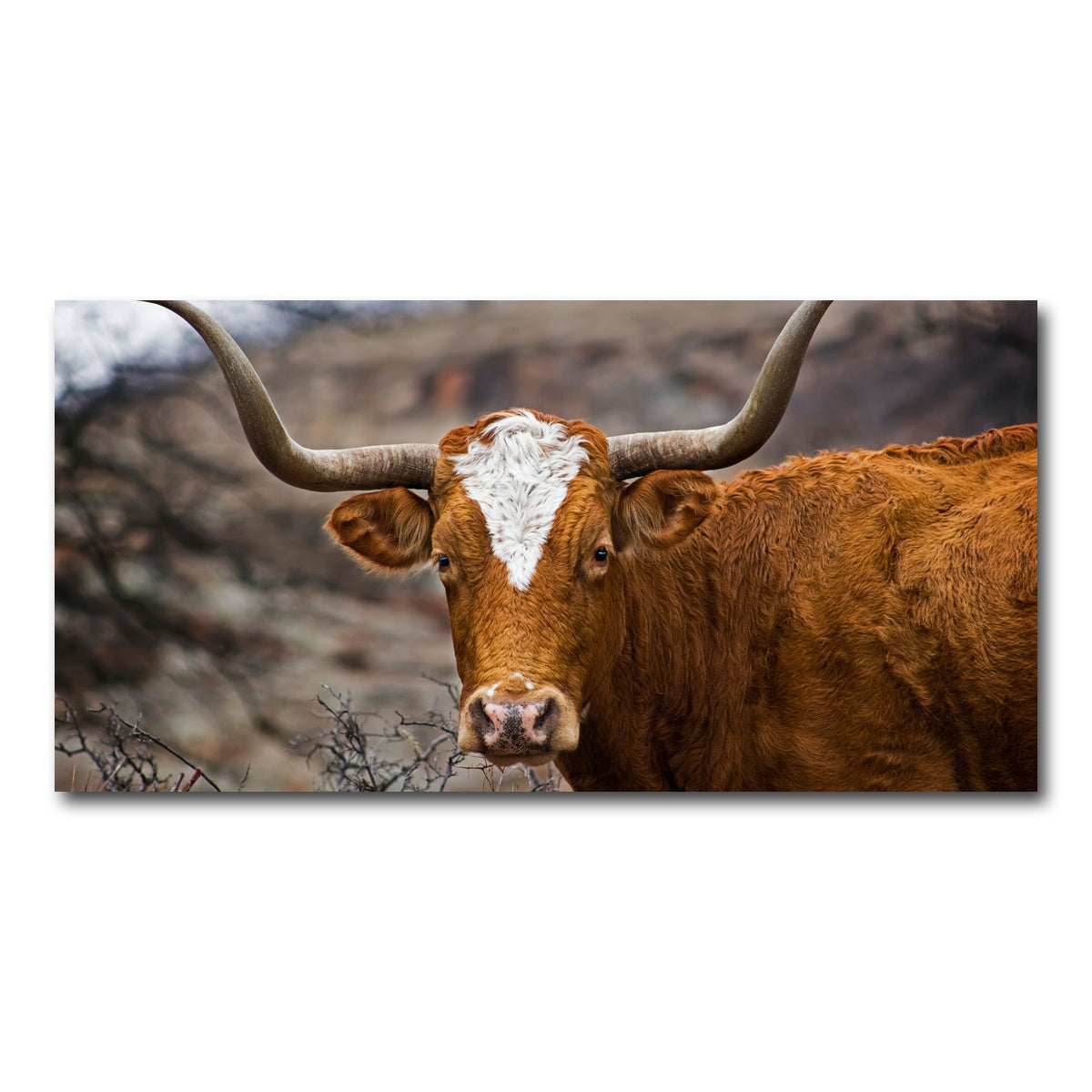 AUTO-MOCKUP WHITE | Texas Longhorn | 1 Piece | Gallery Wrap Canvas | group=2x1